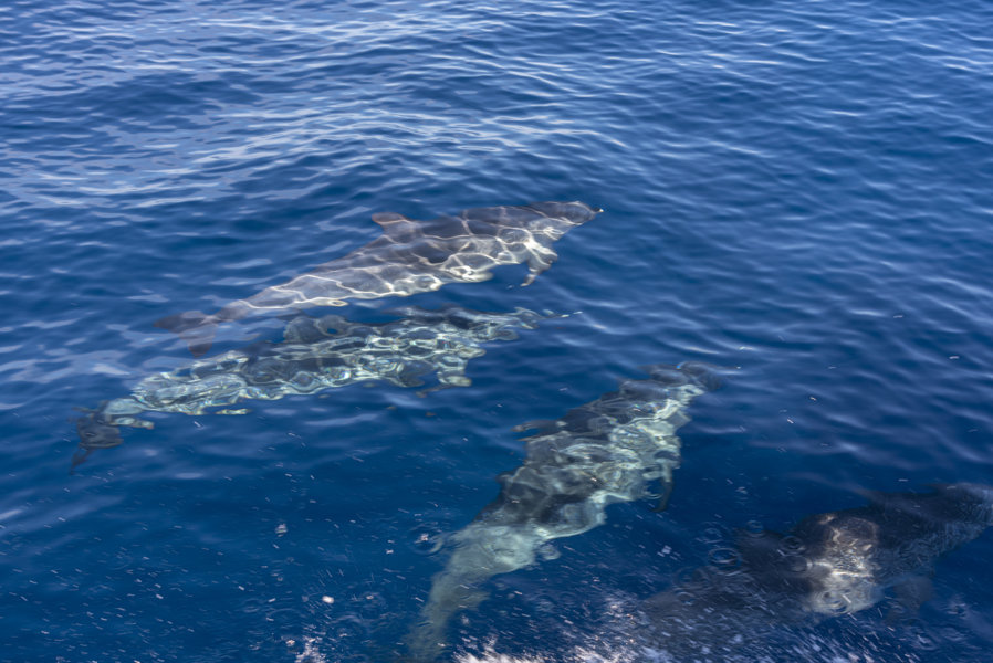 Delfin Moteado - Tenerife - islas Canarias - España 05 .jpg